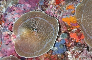 Amplexidiscus fenestrafer Coralimorphe ballon-Maldives Fish Head-13m-20240423-da-DSC_6180_tn